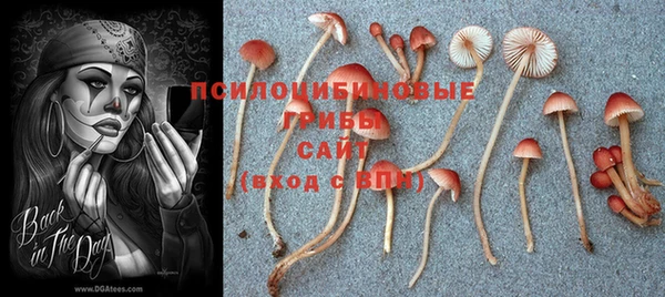 PSILOCYBIN Гусиноозёрск